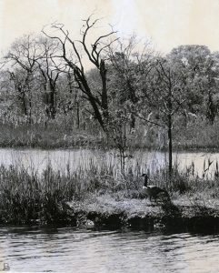 Chesapeake Bay Wildlife Refuge, Maryland 2010 © BASolomon